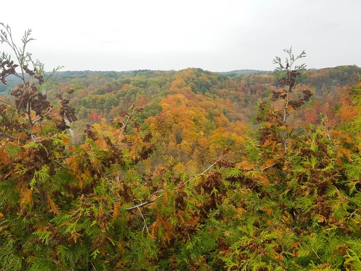 the trees in the forest are changing colors