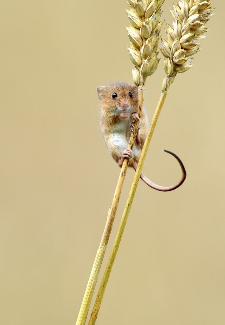 a small rodent sitting on top of a tall stalk of grass next to a plant