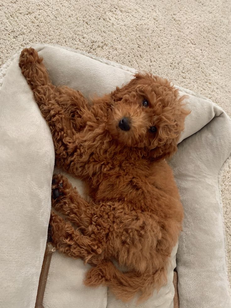 a small brown dog laying on top of a pillow