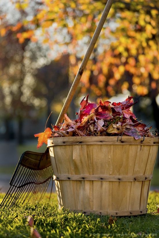 a basket full of autumn leaves with a rake in the grass next to it,