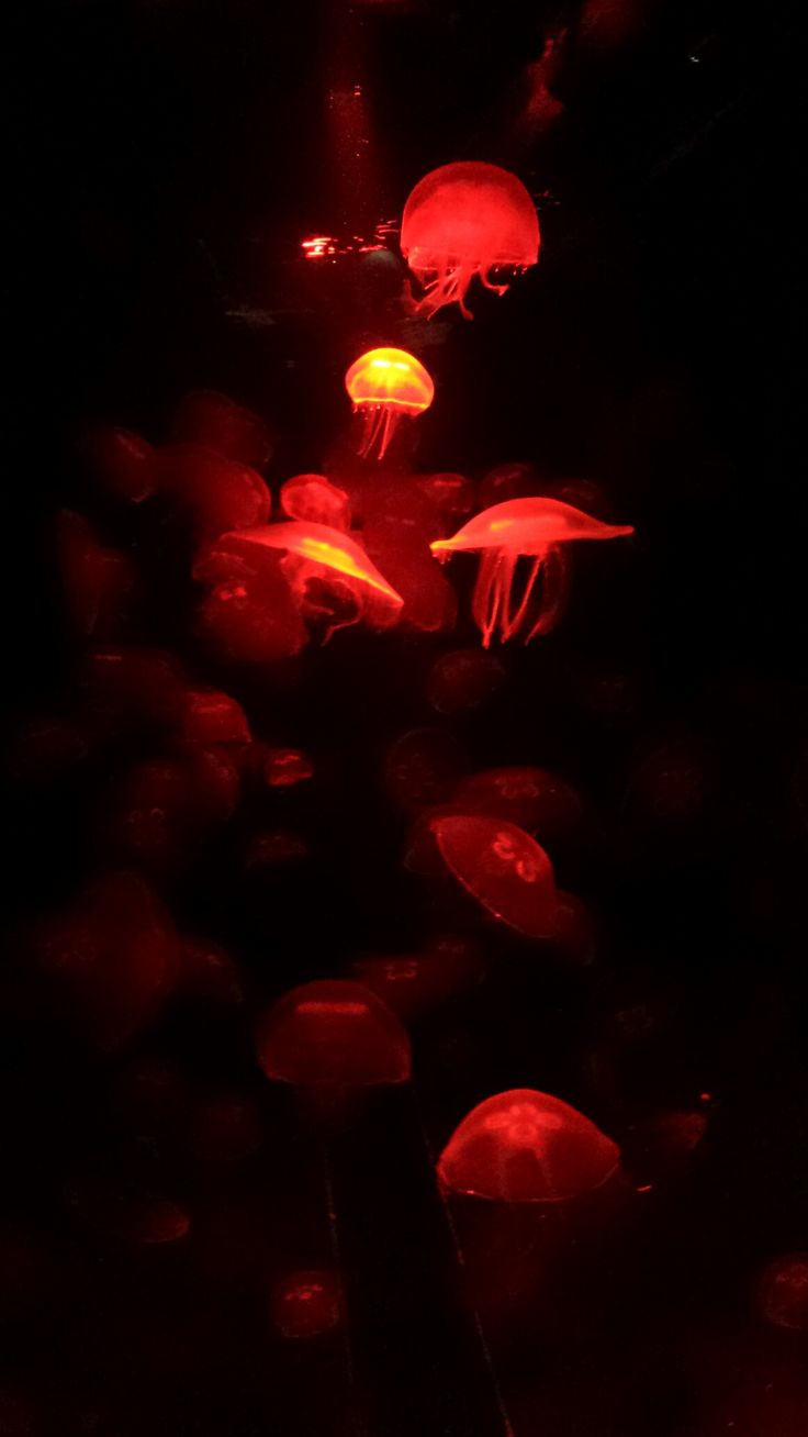 some red jellyfish are floating in the dark water and glowing up at night time