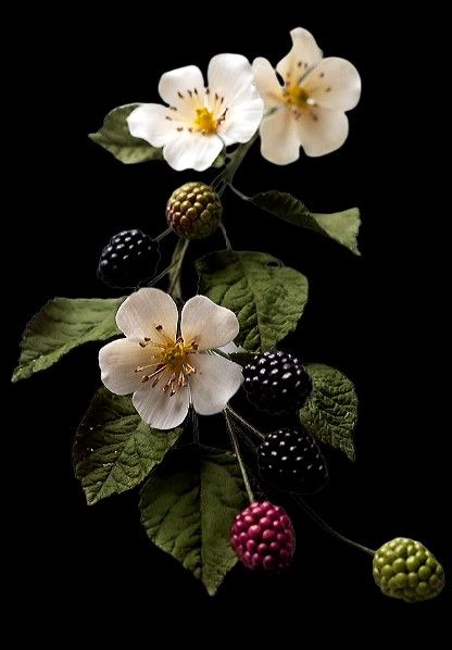 three white flowers and two black berries on a branch with green leaves, against a dark background