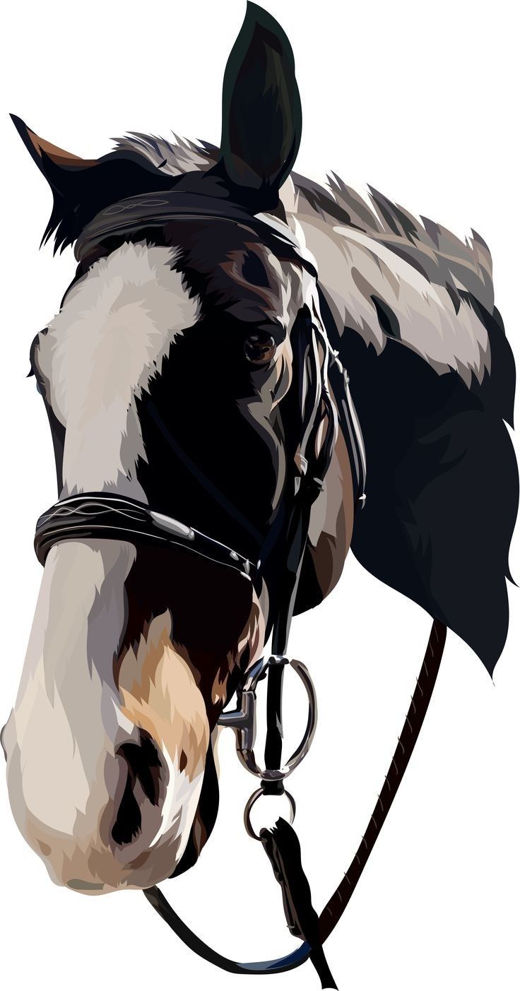 a black and white horse with a bridle on it's head is shown