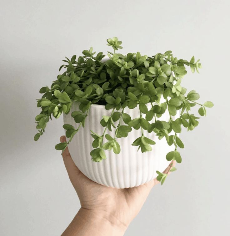 a hand holding a white ceramic planter with green leaves on the top and bottom