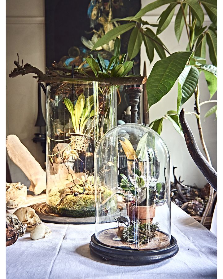 two glass domes with plants in them on a table next to a potted plant