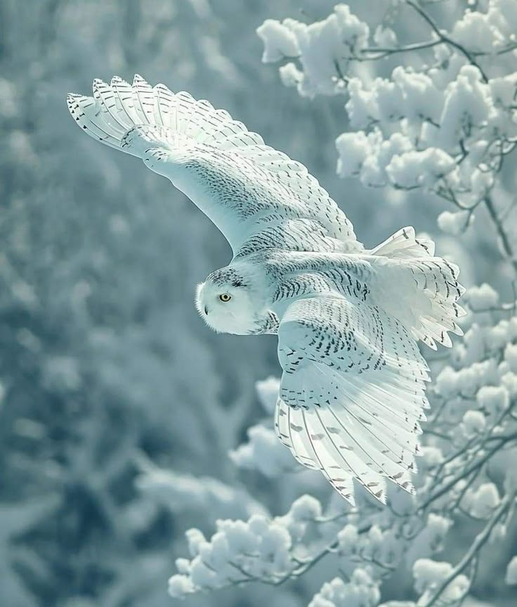 an owl is flying in the sky above some snow covered trees and branches with white flowers