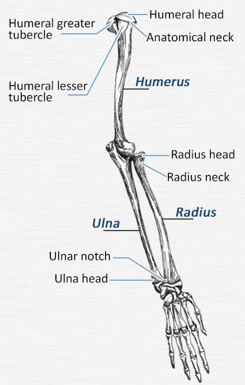 the bones of the lower limb and upper limb are labeled in this diagram with labels