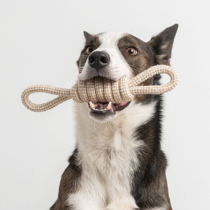 a dog holding a rope in its mouth with it's tongue out and looking at the camera