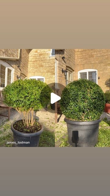 two potted plants in front of a brick building