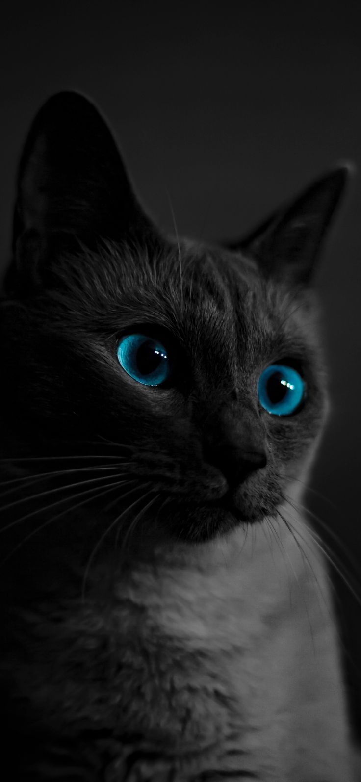 a black cat with blue eyes looking at the camera while sitting in front of a dark background