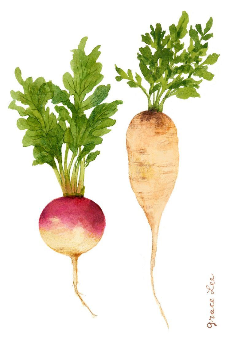 two turnips with green leaves and red tops