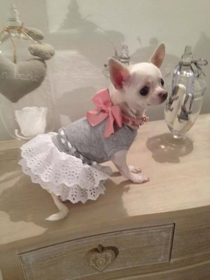 a small dog wearing a dress on top of a dresser