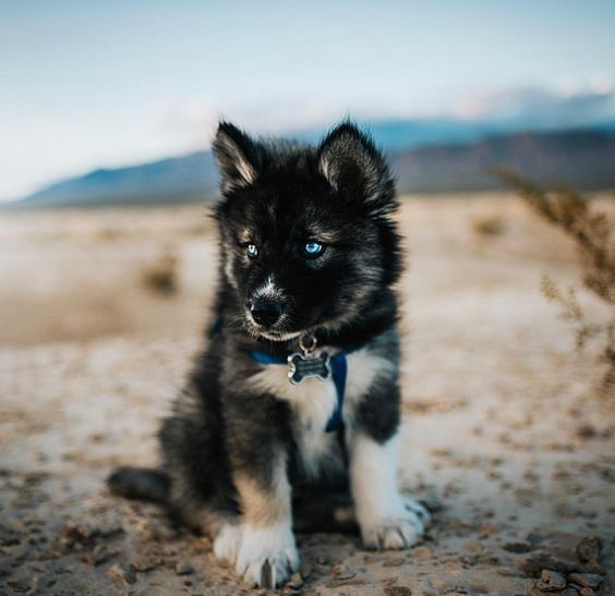 a black and white puppy sitting on top of a dirt field next to a bush