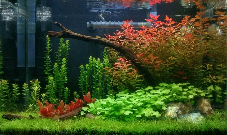 an aquarium filled with plants and water