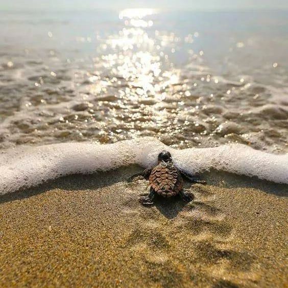 a small turtle crawling into the sand at the beach