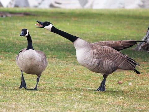 two geese are standing in the grass near each other