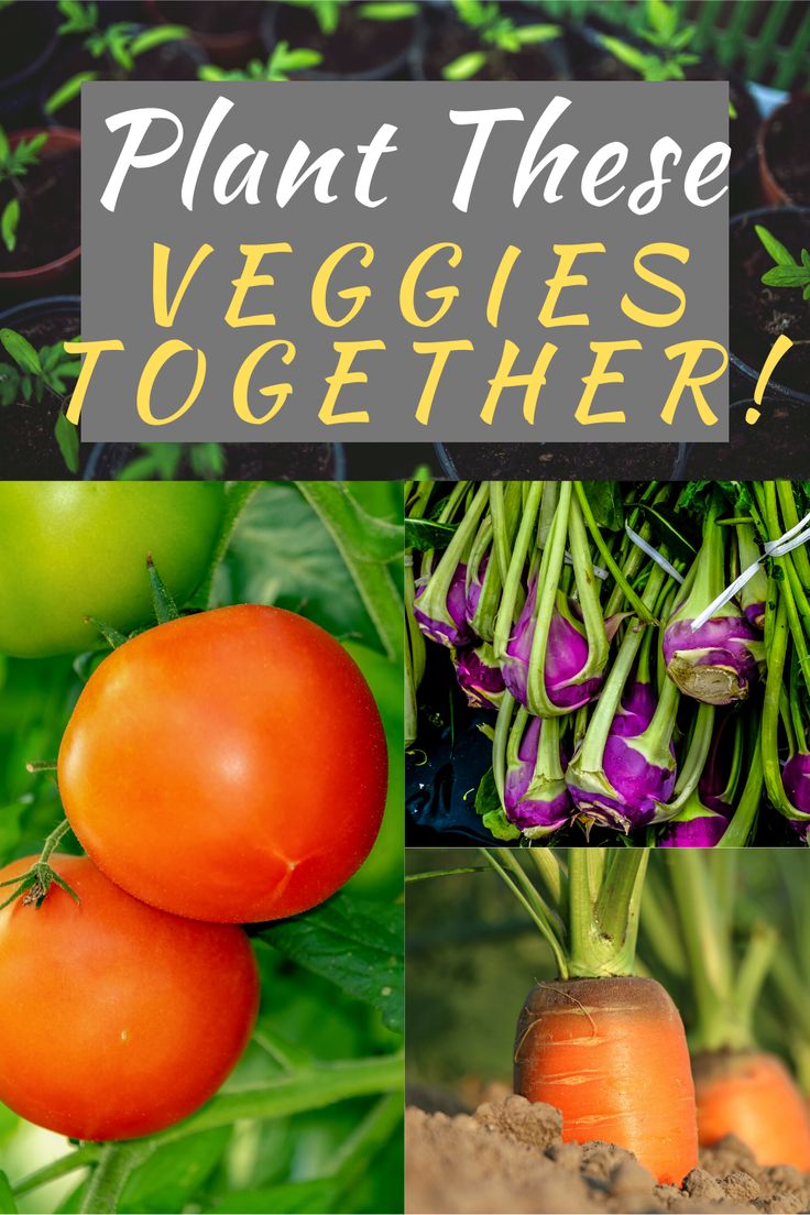 there are many different vegetables together in this collage with the words plant these veggies together