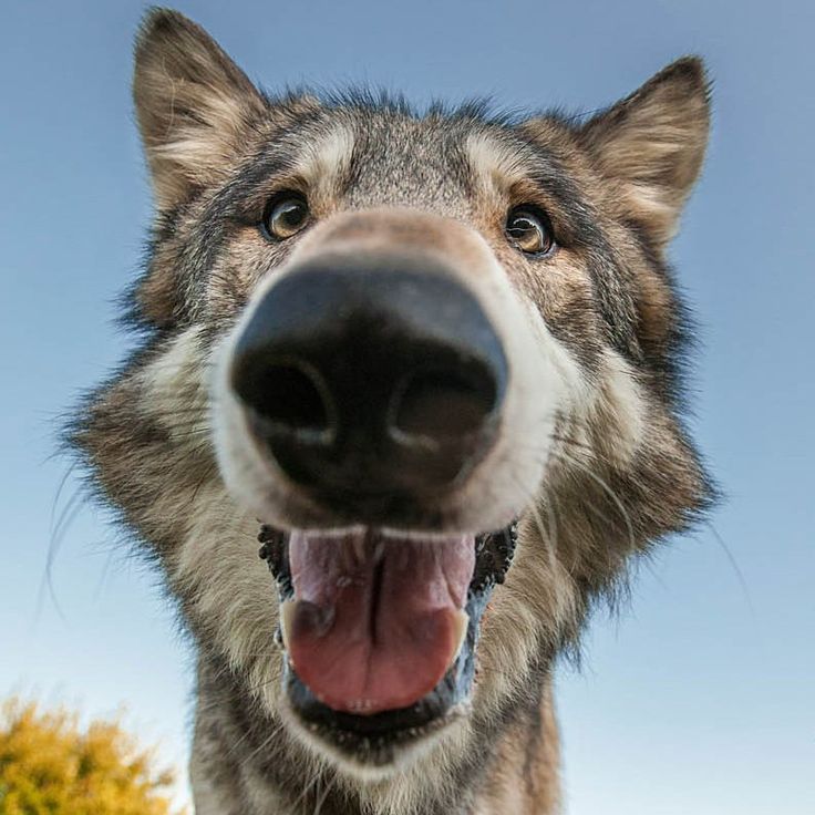 a close up of a dog's face with it's mouth wide open