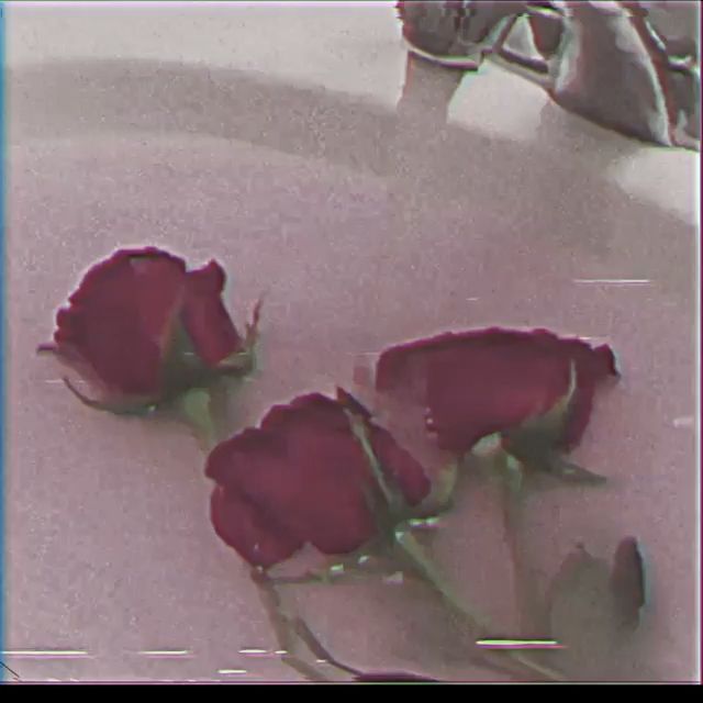 three red roses are sitting in a white bowl on the counter top, with water running down it