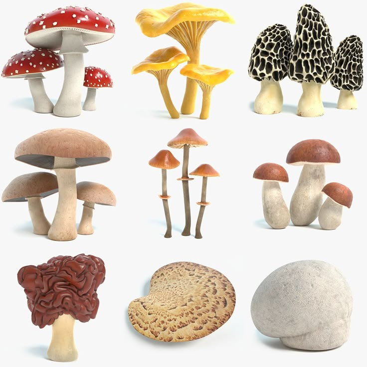 many different types of mushrooms on a white background