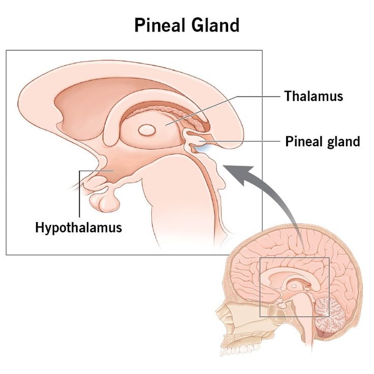 the location of the pineal glaud in the human brain is shown below