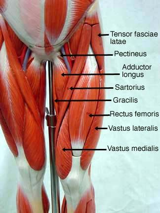 the muscles and tendors of the lower body are labeled in this diagram, with labels on each side