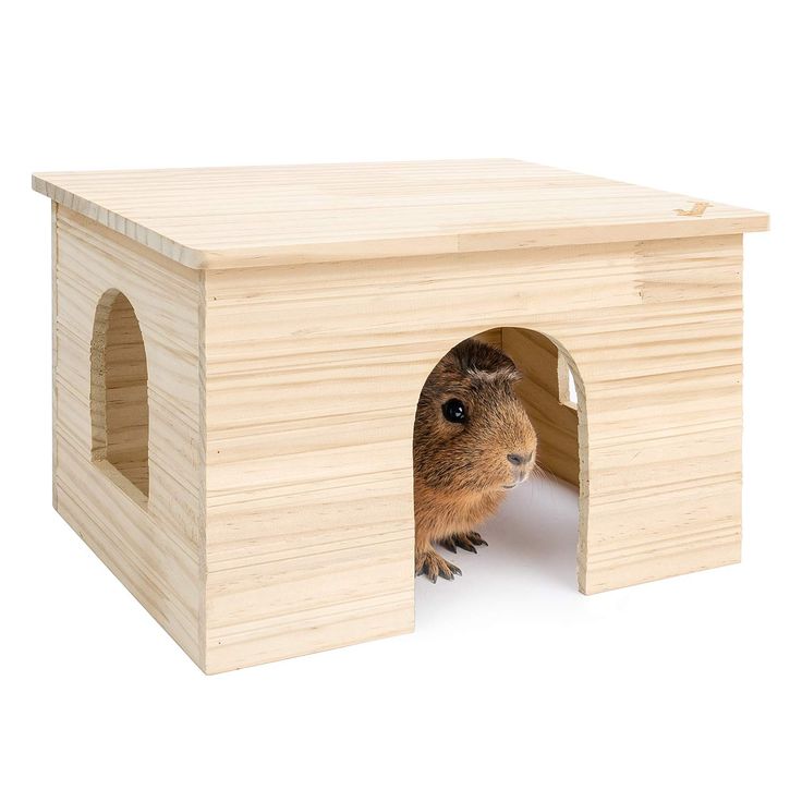 a guinea pig peeks out from its wooden house on a white background in front of the camera