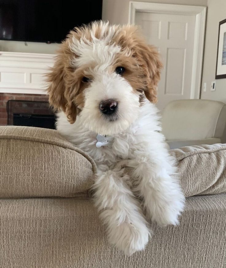 a white and brown dog sitting on top of a couch