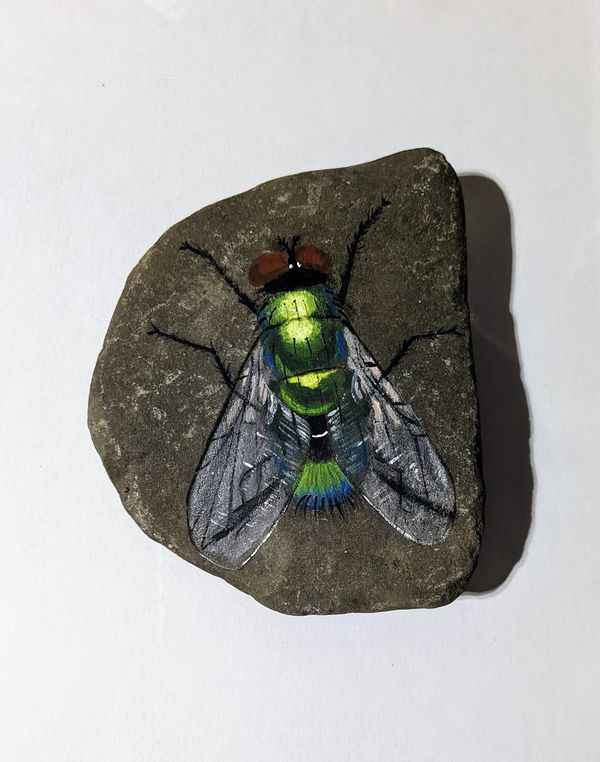 a green and black insect sitting on top of a rock