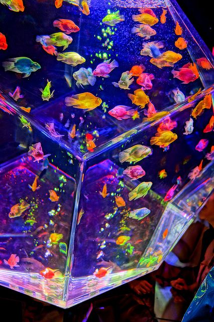 an aquarium filled with lots of different colored fish inside of it's cubes