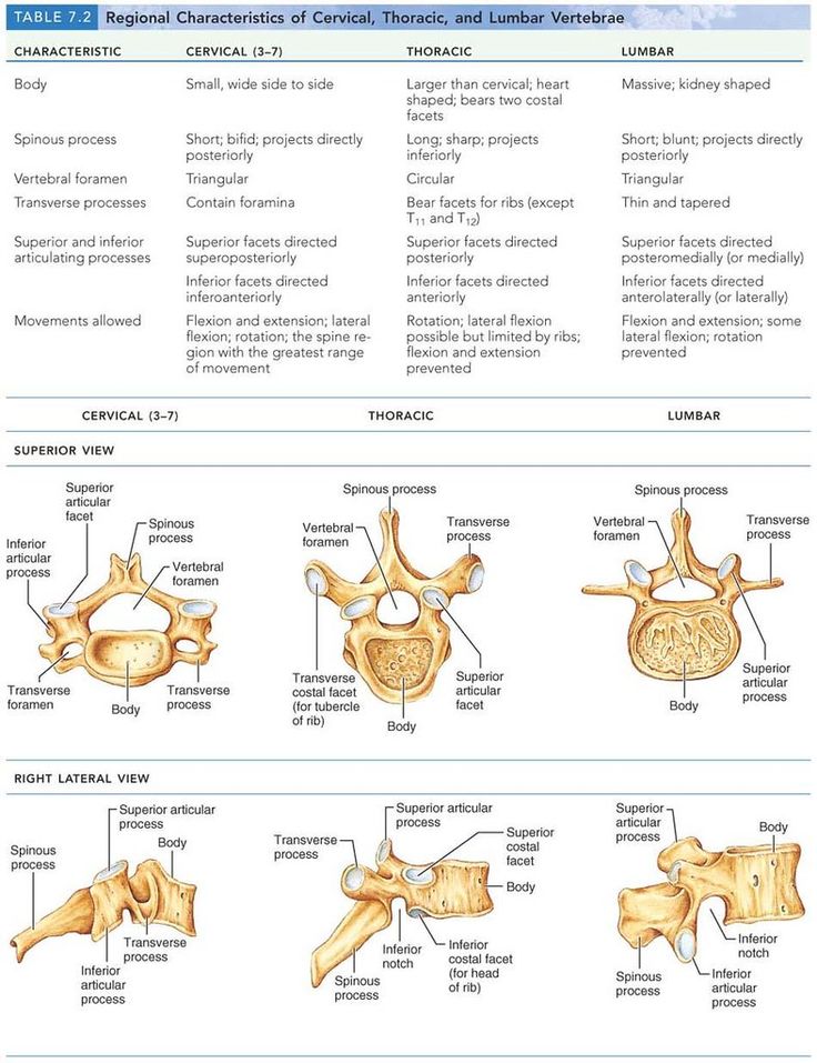 the bones and their major structures are labeled in this diagram, which shows different types of bones