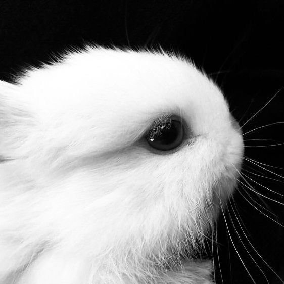 a close up of a white rabbit's face