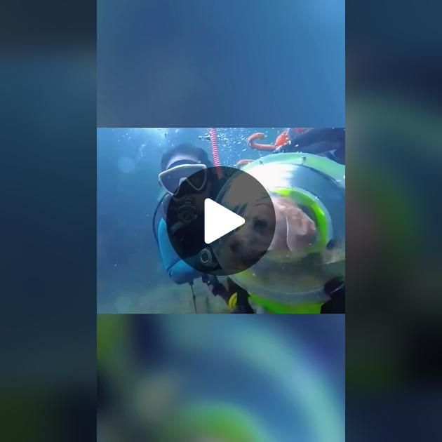 a man in scuba gear is swimming with a child wearing a life jacket and snorkels