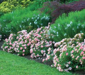 pink and white flowers line the edge of a garden bed in front of green grass