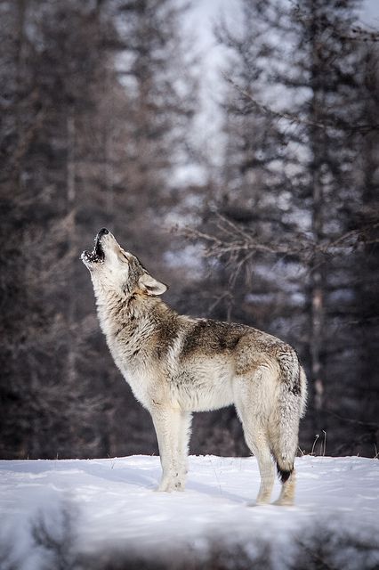 a wolf standing in the snow with its mouth open