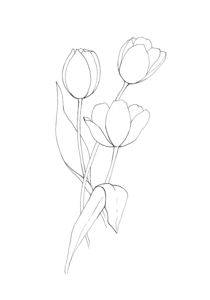 watercolorartprint #beginnerswatercolorbutter Tulips Design Drawing, Tulip Outline Drawing, Tulip Floral Design, Tracing Designs For Painting, Painting Outlines Free Printable, Embroidery Drawings Design, Tulip Outline Tattoo, Tulip Coloring Pages, Yellow Tulips Drawing