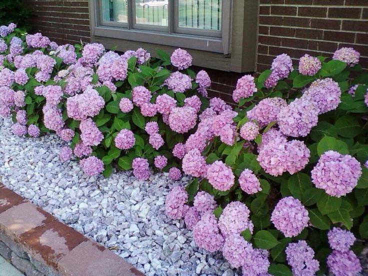 some pink flowers are growing next to a brick wall in front of a window on the side of a house