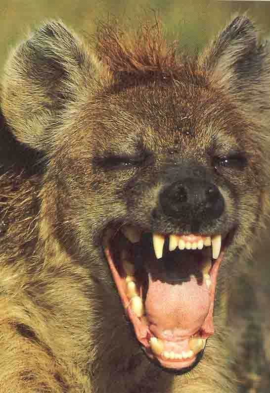 a hyena with its mouth open showing teeth