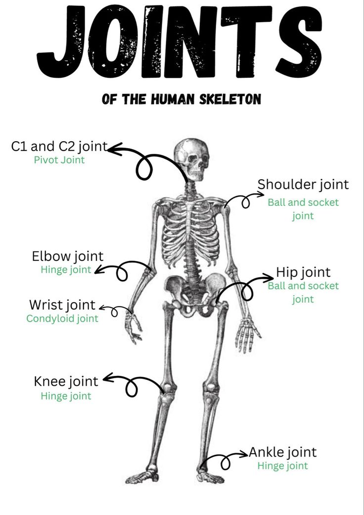 a diagram of the human skeleton labeled in different parts, including bones and their names