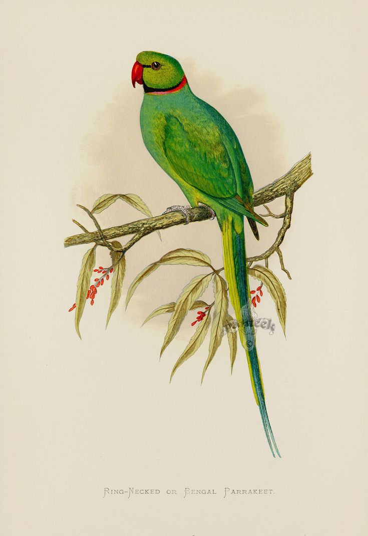 a green parrot sitting on top of a tree branch