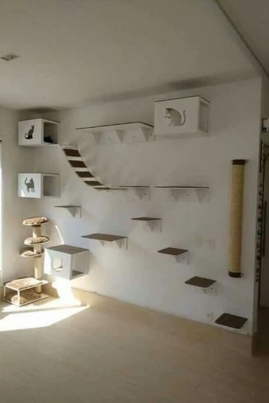 an empty room with several shelves on the wall and a cat tree in the corner