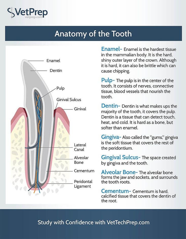 an image of the anatomy of a tooth