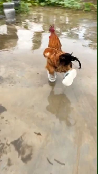 a brown and white dog carrying a frisbee in it's mouth on the ground