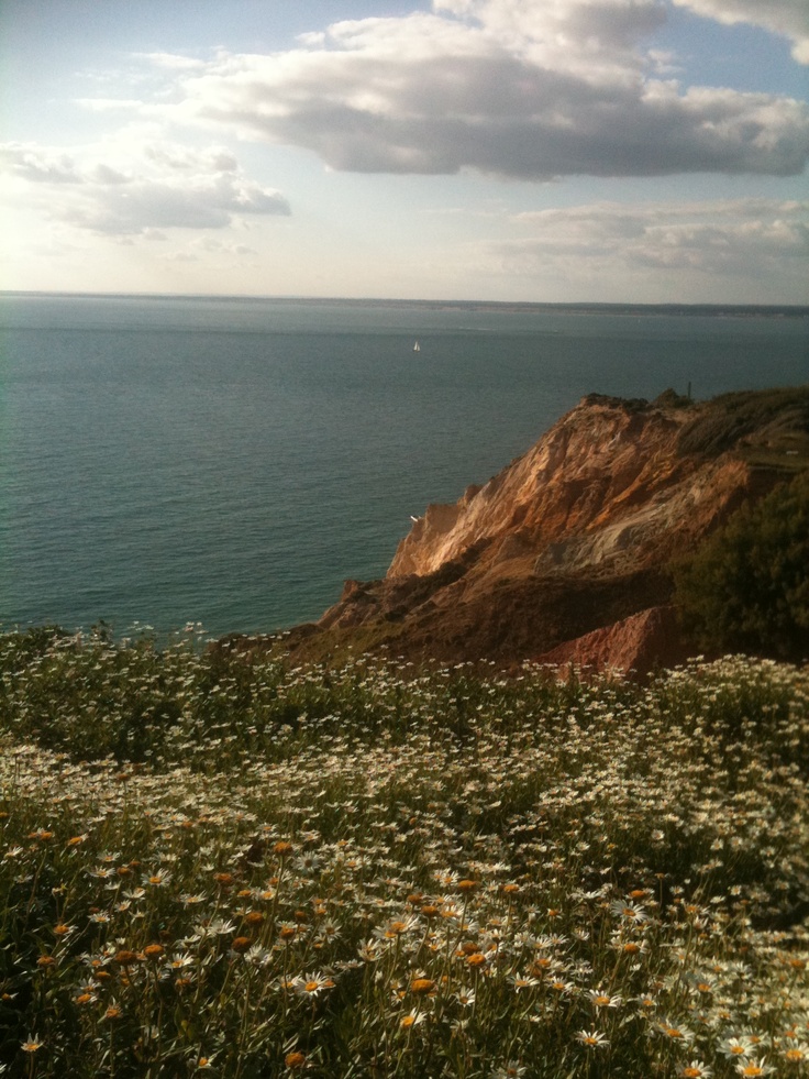 some white and yellow flowers by the water with clouds in the sky over it on a sunny day