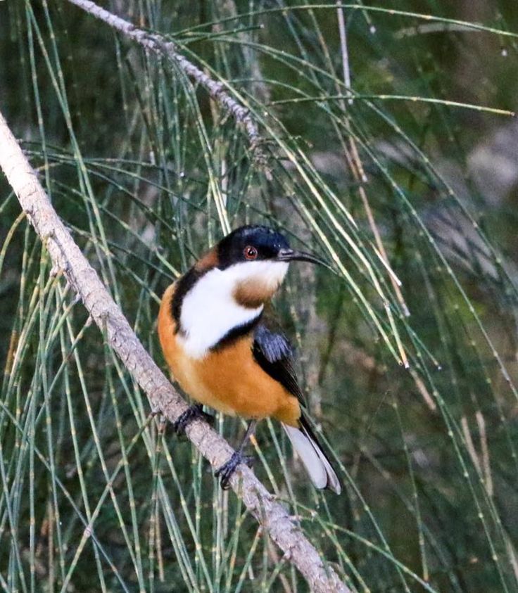 a bird sitting on top of a tree branch next to some pine needles in the woods