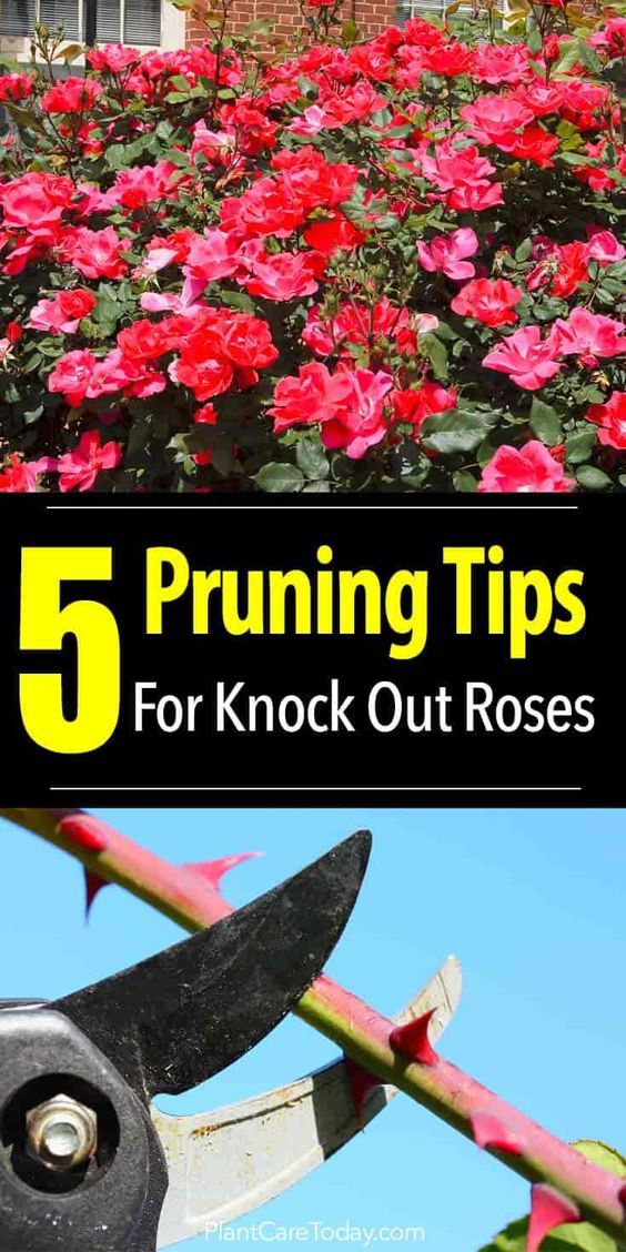 flowers with scissors in the foreground and text that reads 5 pruning tips for knock out roses