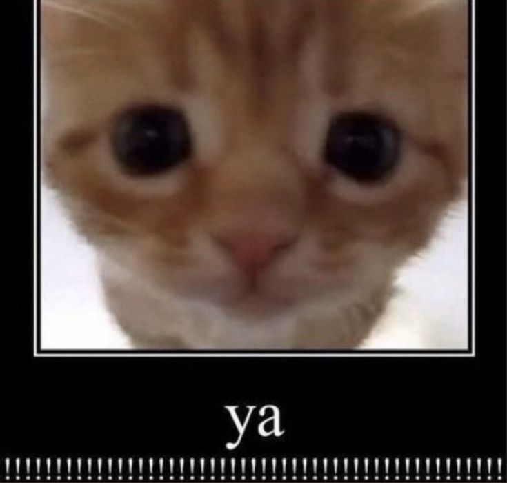 an orange cat with black eyes and the caption'ya'in front of it