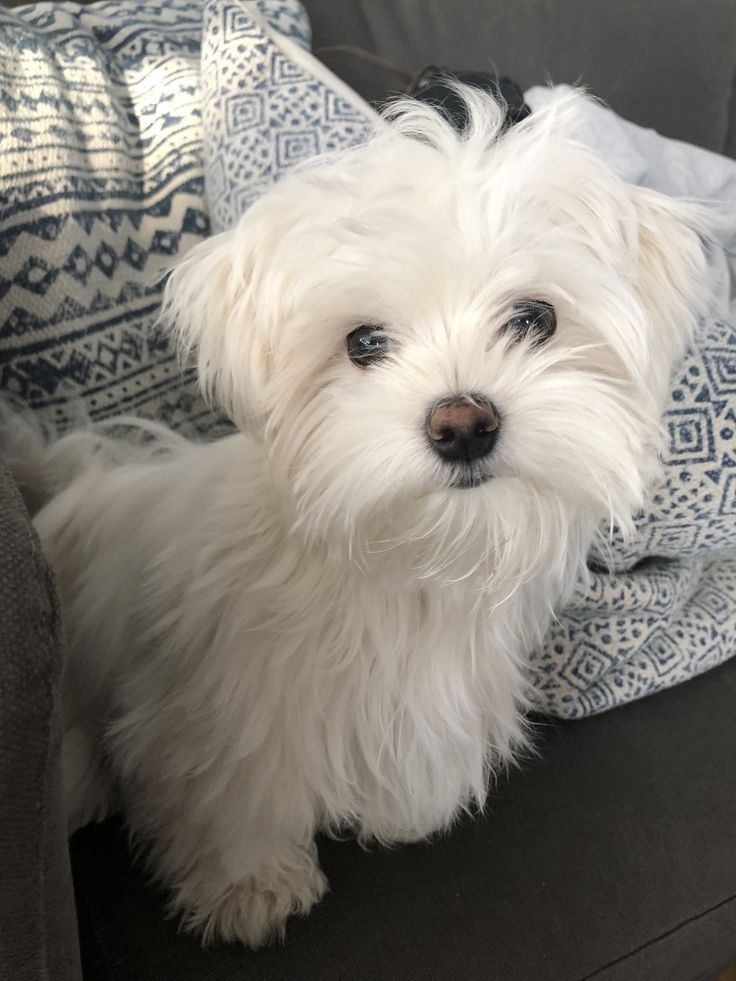 a small white dog sitting on top of a couch next to a blue and white blanket