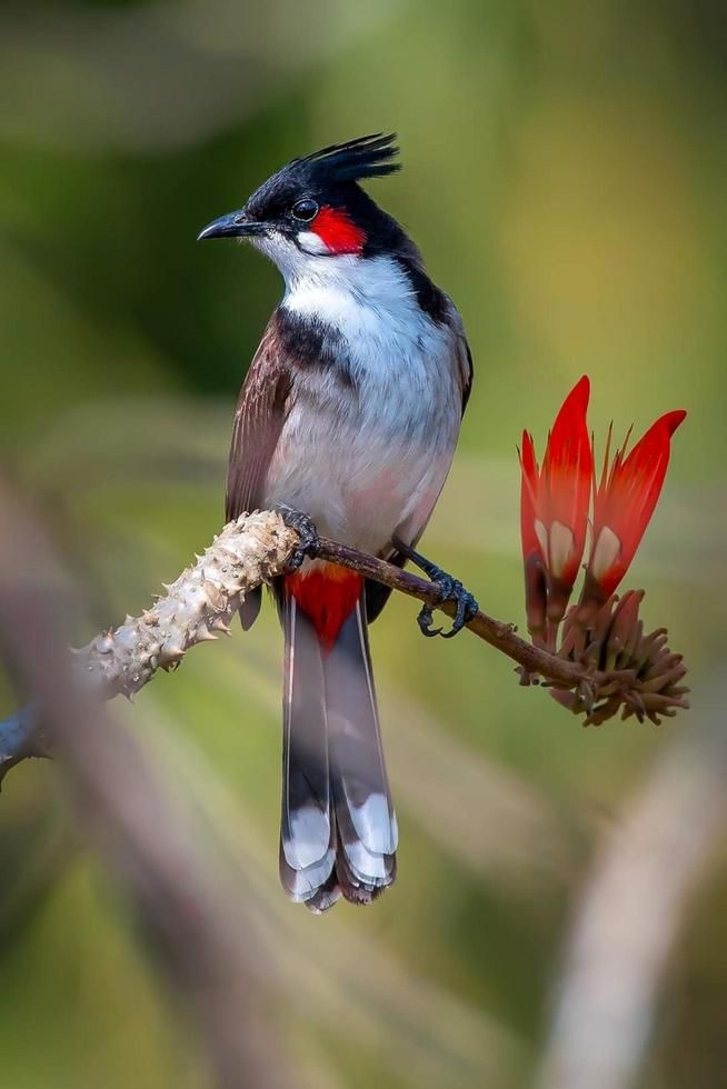 a bird sitting on top of a tree branch next to a red and white flower