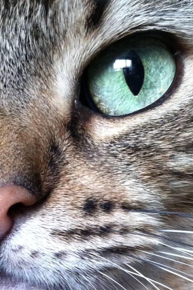 a close up view of a cat's face with green eyes and whiskers